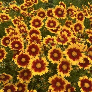 天人菊盆栽金鸡菊多年生宿根耐寒耐热花卉庭院阳台花坛植物好养