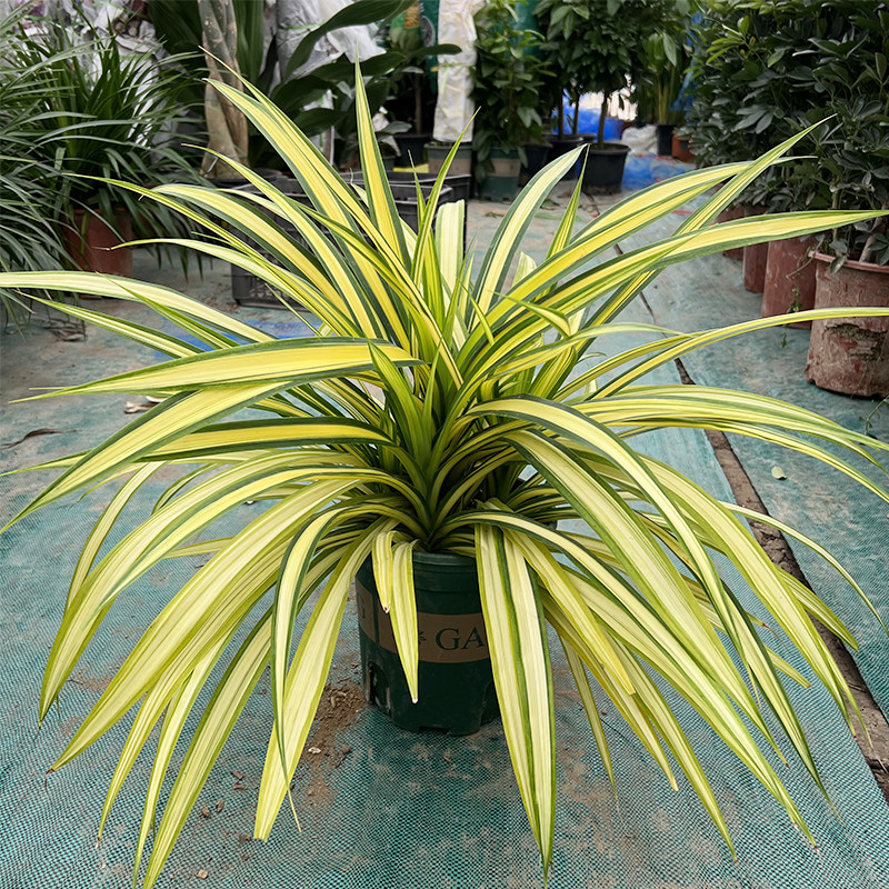 黄金兜金心露兜盆栽花境园林景观观叶植物阳台庭院花园观赏绿植