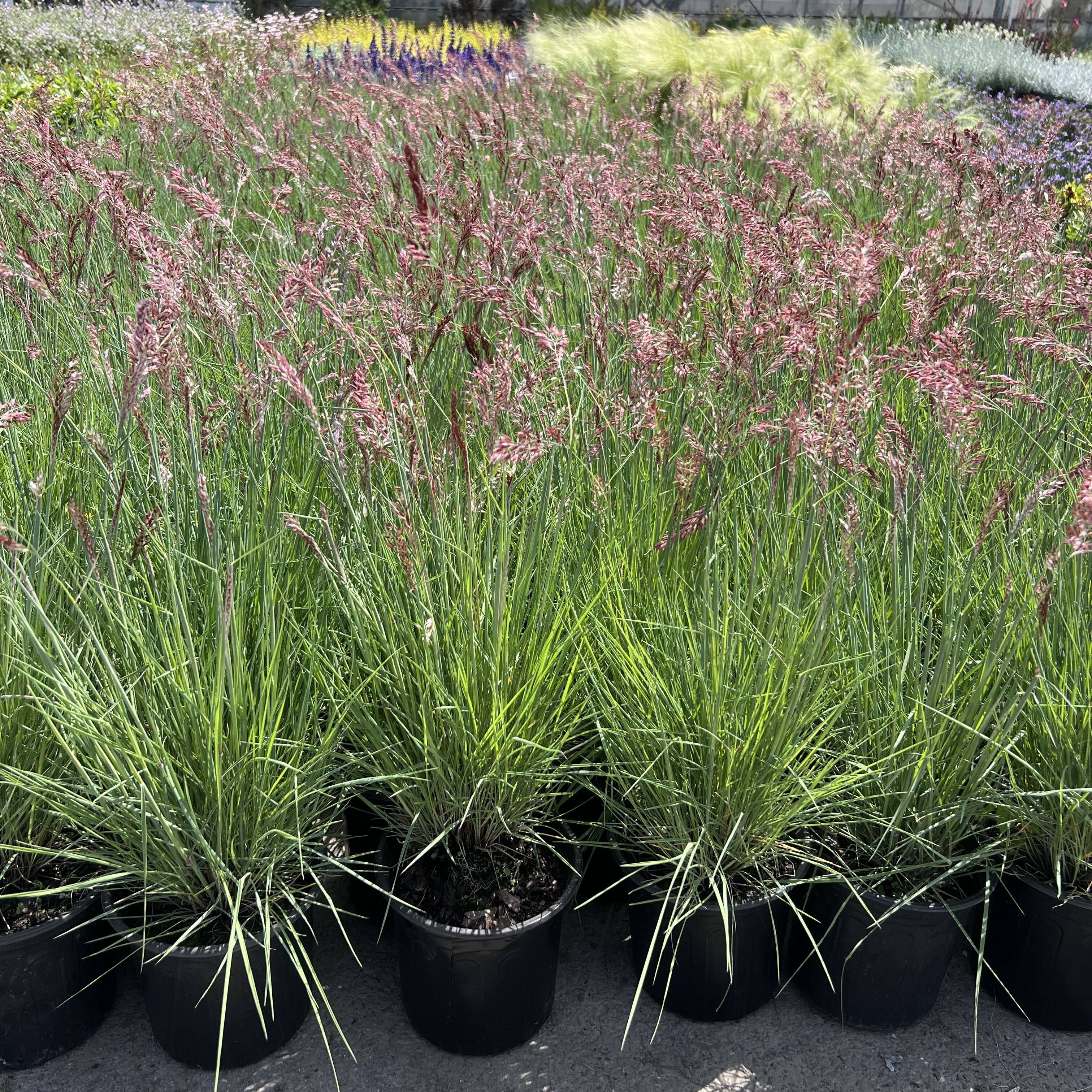 蜜糖草盆栽室外庭院花园花镜植物多年生宿根花卉耐寒耐热各种草