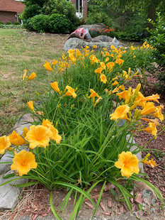 大花萱草盆栽多年生宿根花卉阳台庭院花园花镜植物四季常绿好养