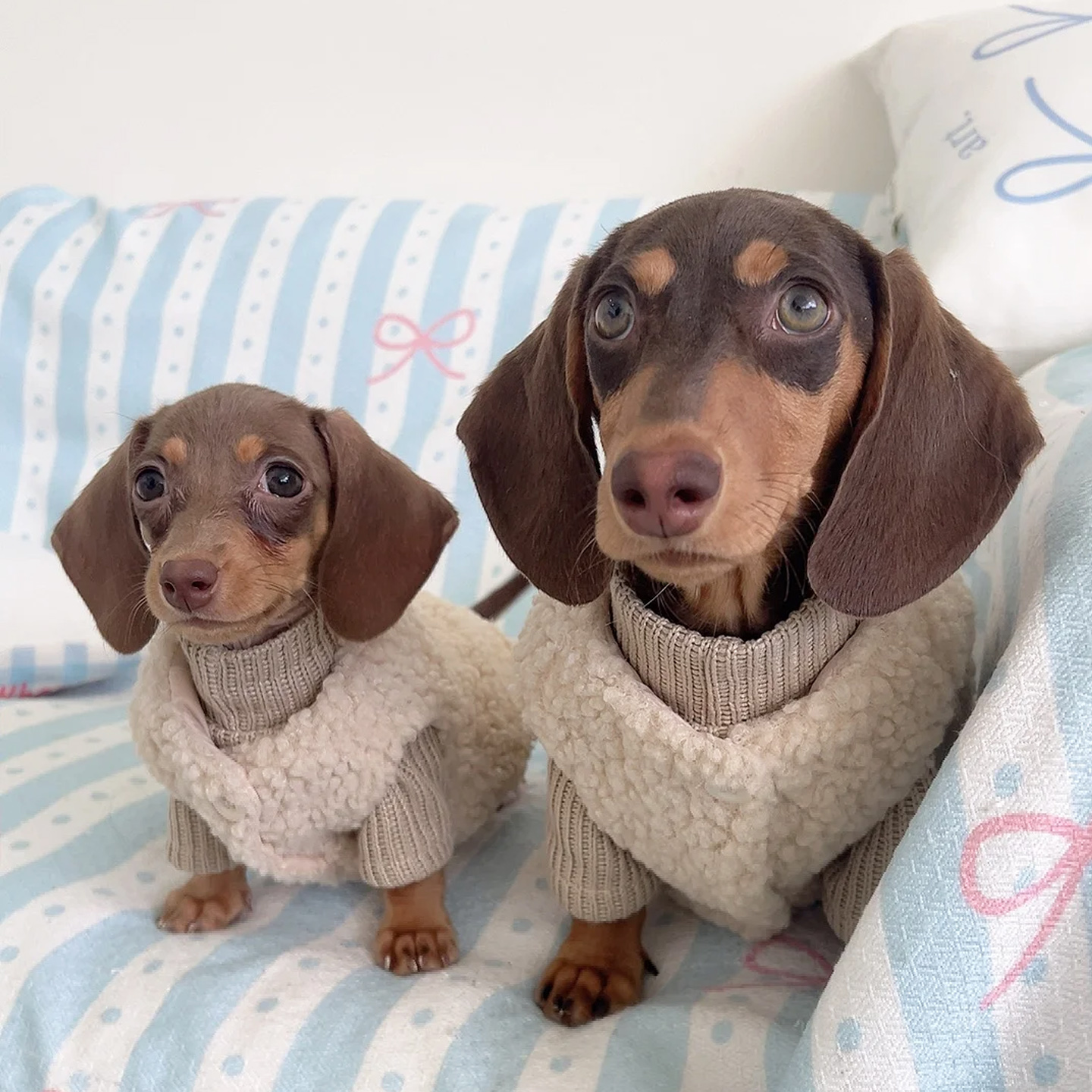 狗狗衣服腊肠狗小型犬宠物无毛猫咪秋冬季保暖羊羔绒马甲保暖毛衣