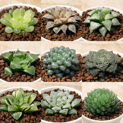 十二卷属玉露寿肉肉潘氏冰灯黑肌玉露巨大赤线多肉植物盆栽花卉 虎窝淘