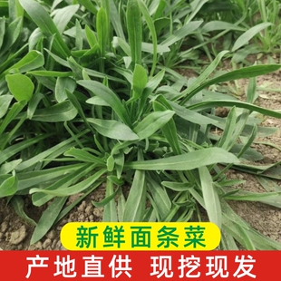 新鲜面条菜农家现挖羊蹄棵蒸菜美食特产柳叶菜营养食材青叶菜包邮