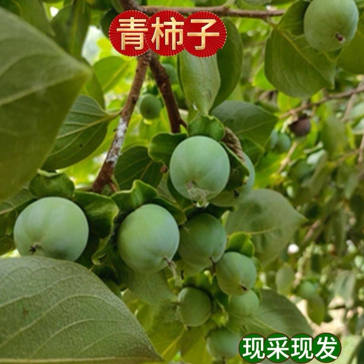 26年现摘新鲜青柿子河南生柿子做柿染柿漆青涩柿子泡酒用柿子包邮