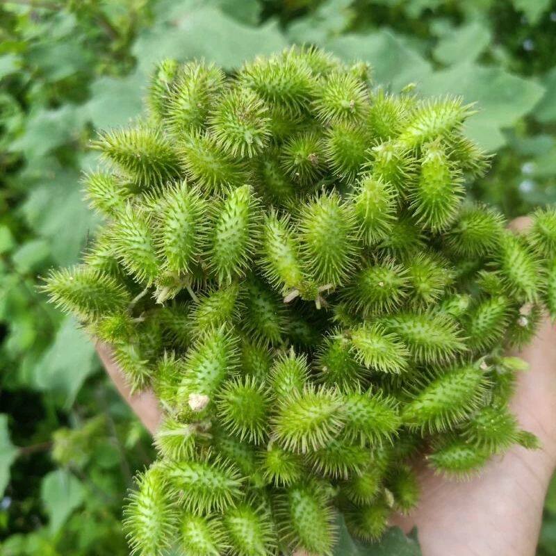 野生新鲜苍耳草苍耳子带刺痴头鲜苍耳子果纯苍耳叶中草药现摘包邮