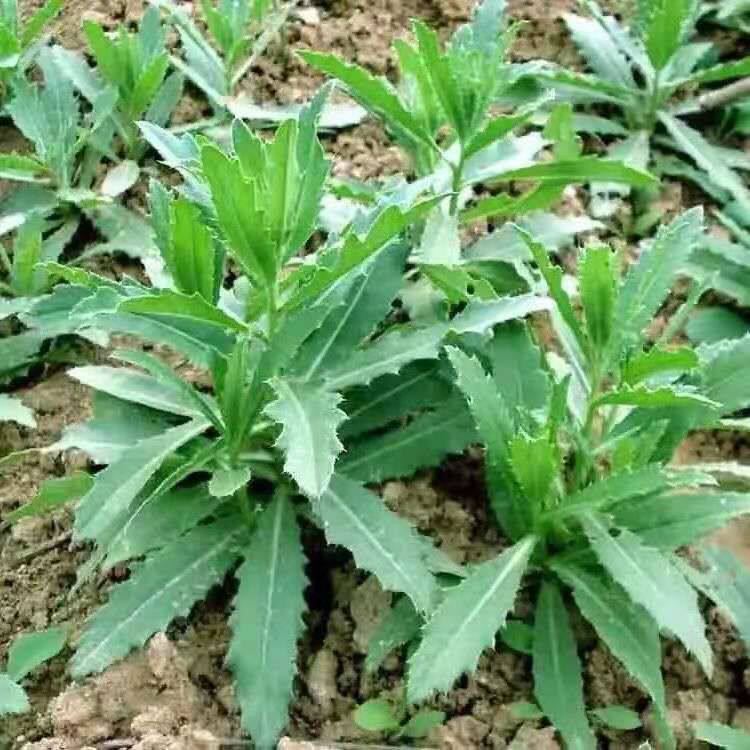 2026年新鲜小蓟菜止鼻血天然野生七七菜现挖刺角芽剌儿菜营养食材