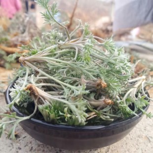 新鲜茵陈蒿天然野生白蒿美味蒸菜现挖时令野菜整颗摘净现货包邮