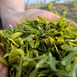 2026年新鲜柳芽尖蔬菜柳树芽凉拌柳芽菜营养丰富嫩柳尖柳絮柳构菜