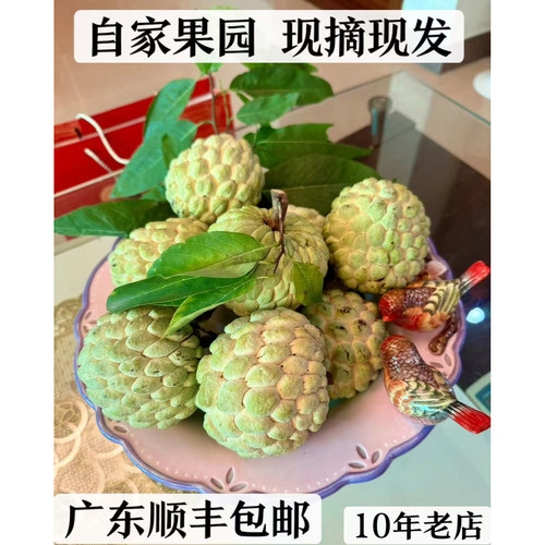 樟林林檎林檎释迦果果园现摘现发