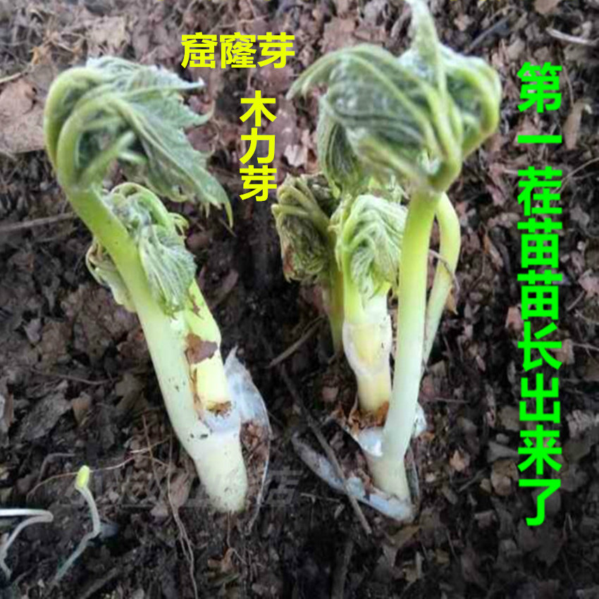 苦力芽承德山野菜野生苦隆芽苦乐升麻菜 5viqsydsxu