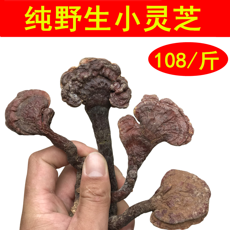神农架天然小灵芝野生正品红林芝整枝纯野生赤灵芝菌干货泡酒500g