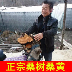 神农架深山桑树桑黄灵芝菌正品特级金边大桑黄整枝非西藏桑黄250g