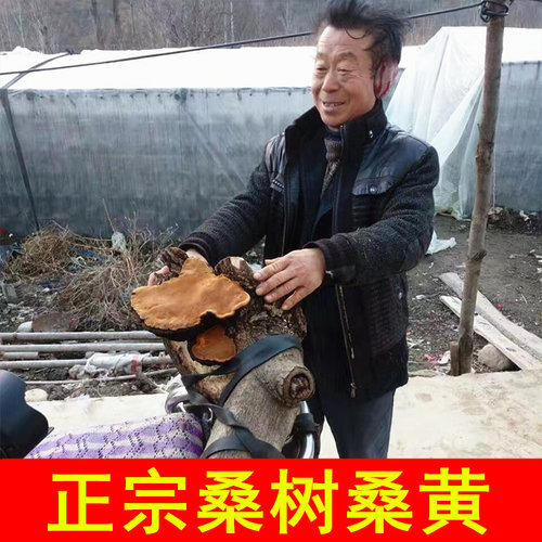 神农架深山桑树桑黄半斤