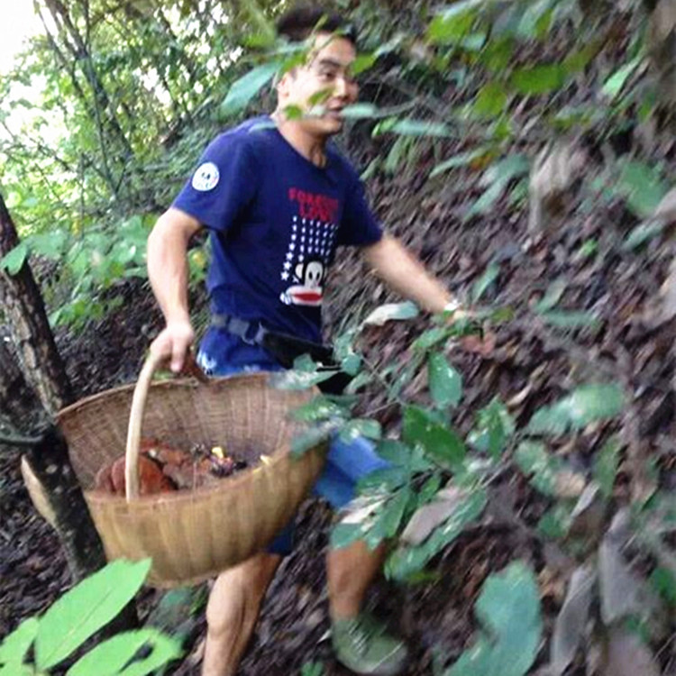 神农架深山野生灵芝正品整枝特级林芝可切片泡茶250g非灵芝孢子粉