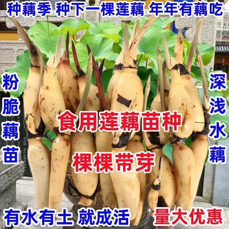高产食用莲藕种苗深浅水藕种苗盆栽池塘大型蔬菜藕苗荷花苗粉脆藕
