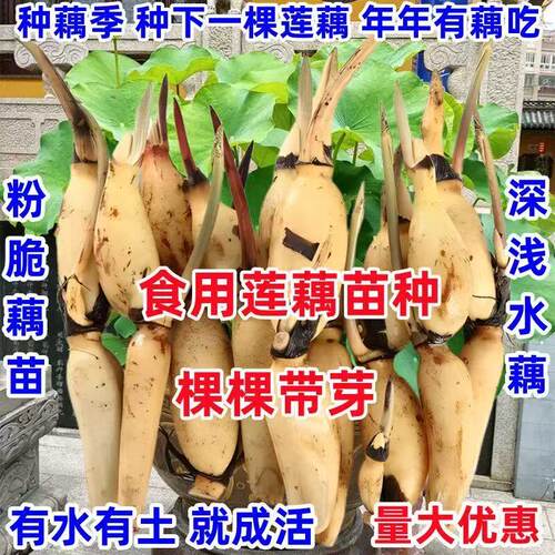 高产食用莲藕种苗深浅水藕种苗盆栽池塘大型蔬菜藕苗荷花苗粉脆藕