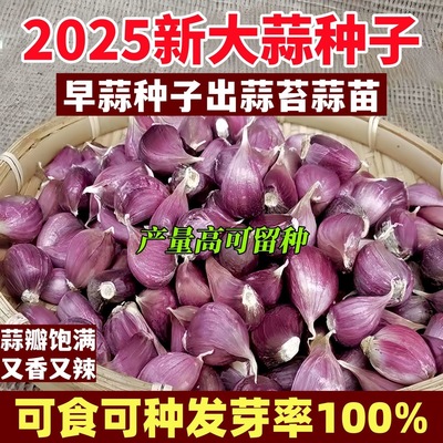 2025紫皮大蒜瓣蒜种出白帽蒜苔红根蒜瓣红皮蒜干大蒜紫皮大蒜种子