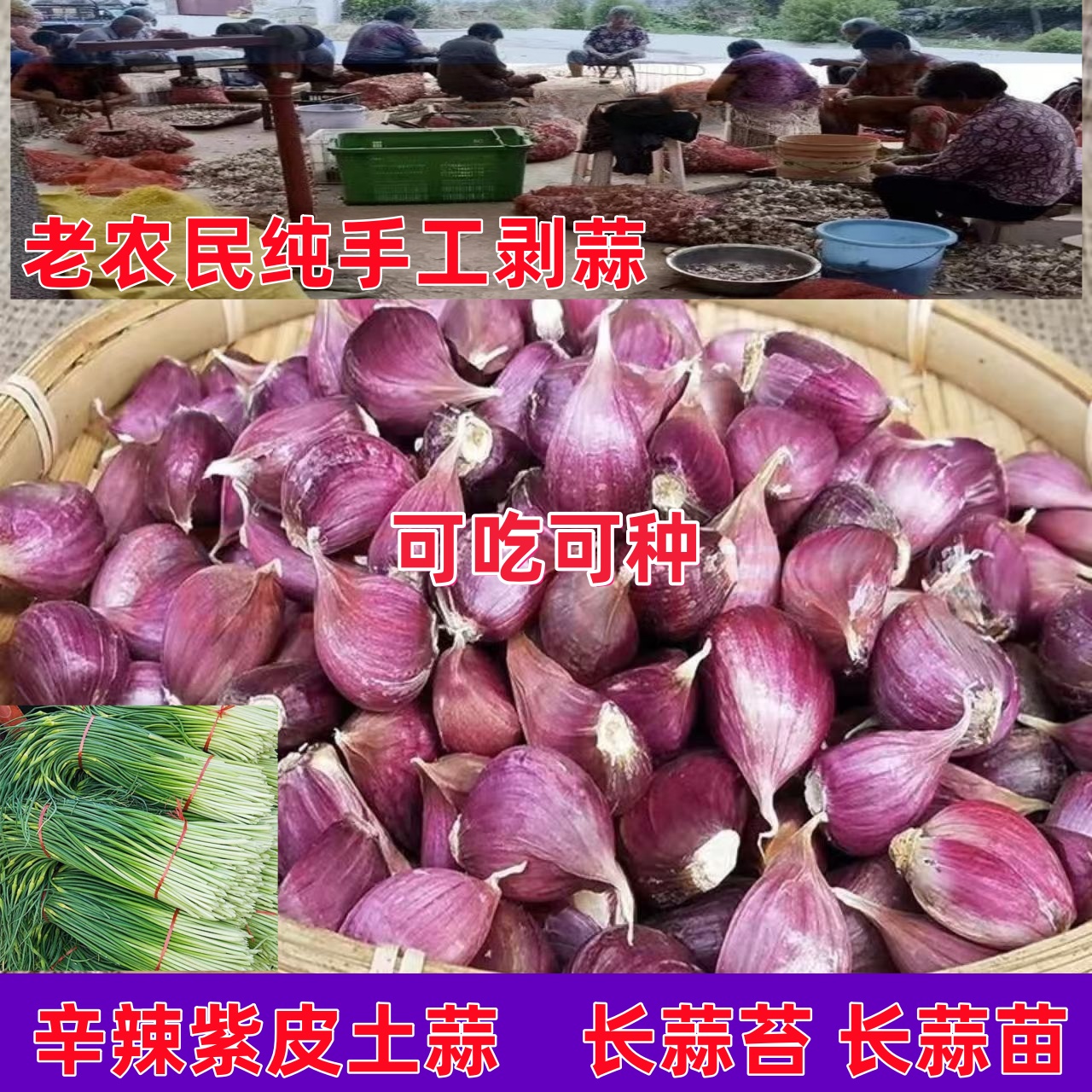 【正月早熟品种】正宗紫皮大蒜辛辣味浓蒜种红皮蒜香蒜出蒜苔蒜苗