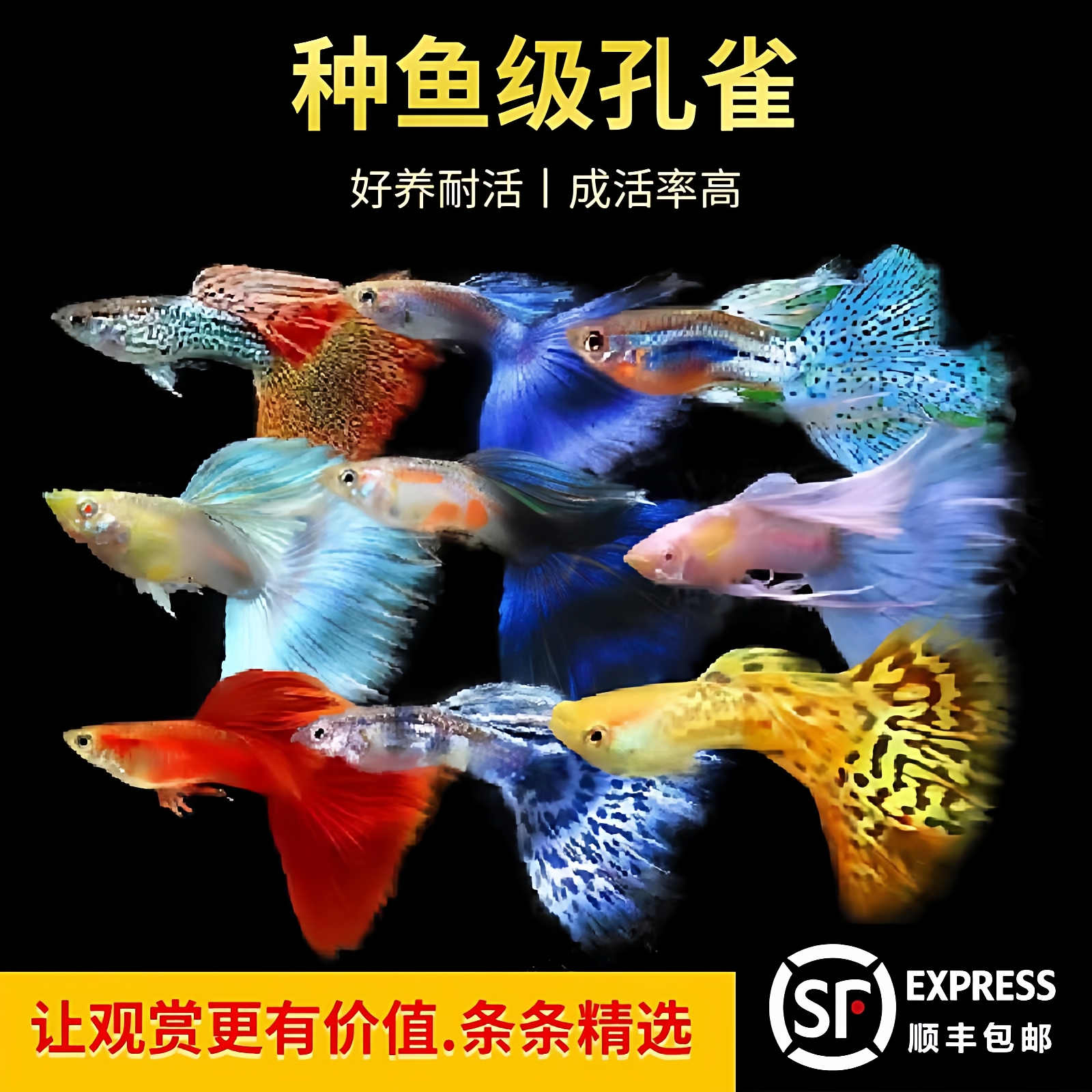 观赏热带鱼孔雀鱼精品好养耐活鱼