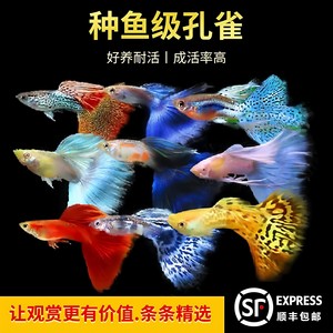 孔雀鱼活鱼观赏鱼淡水精品好耐活鱼热带蕾丝小型纯种大尾凤尾鱼苗