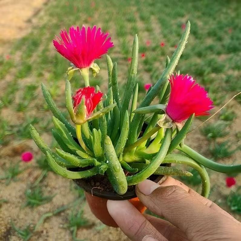 多肉红花奔龙带花苞群生黄花照波多头绿植盆栽植物办公室阳台花卉