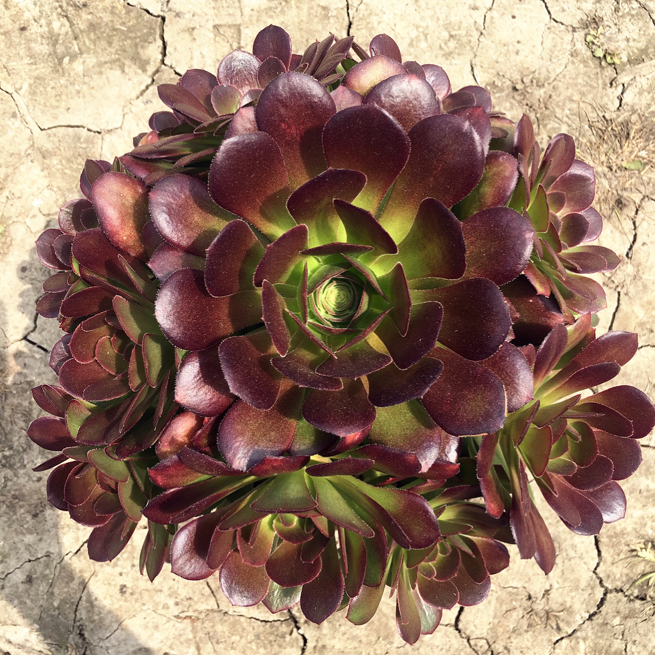 荷兰圆叶玫瑰法师 荷兰韶羞 进口品种 老桩 手捧花 可一物一拍