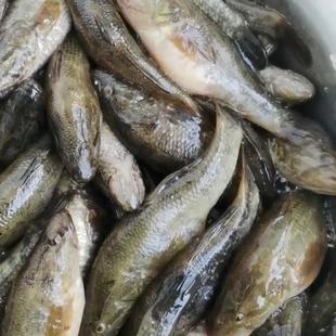 黑龙江抚远东北老头鱼速冻新货炖鱼炖老头鱼野鲜淡水鱼