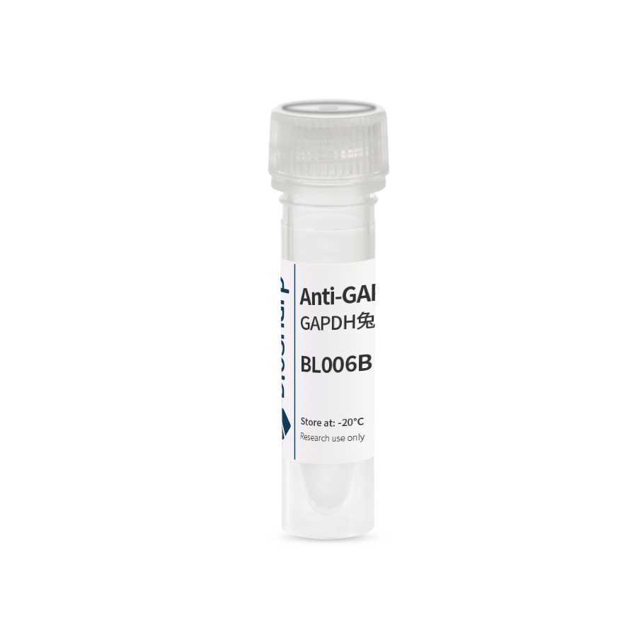Biosharp BL006B Anti-GAPDH polyclonal antibody 内参抗体