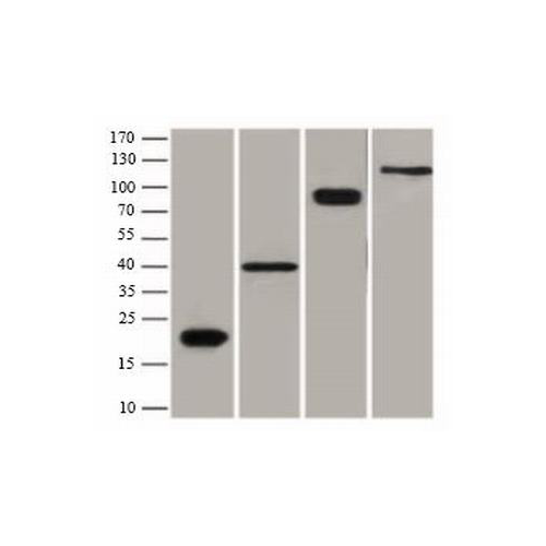 中杉金桥 中杉 ta-05 试剂flag标签及内参蛋白抗体