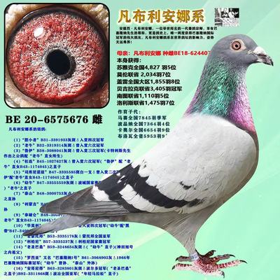 信鸽成绩鸽赛鸽原环种鸽子詹森信鸽大鼻子种鸽血统鸽