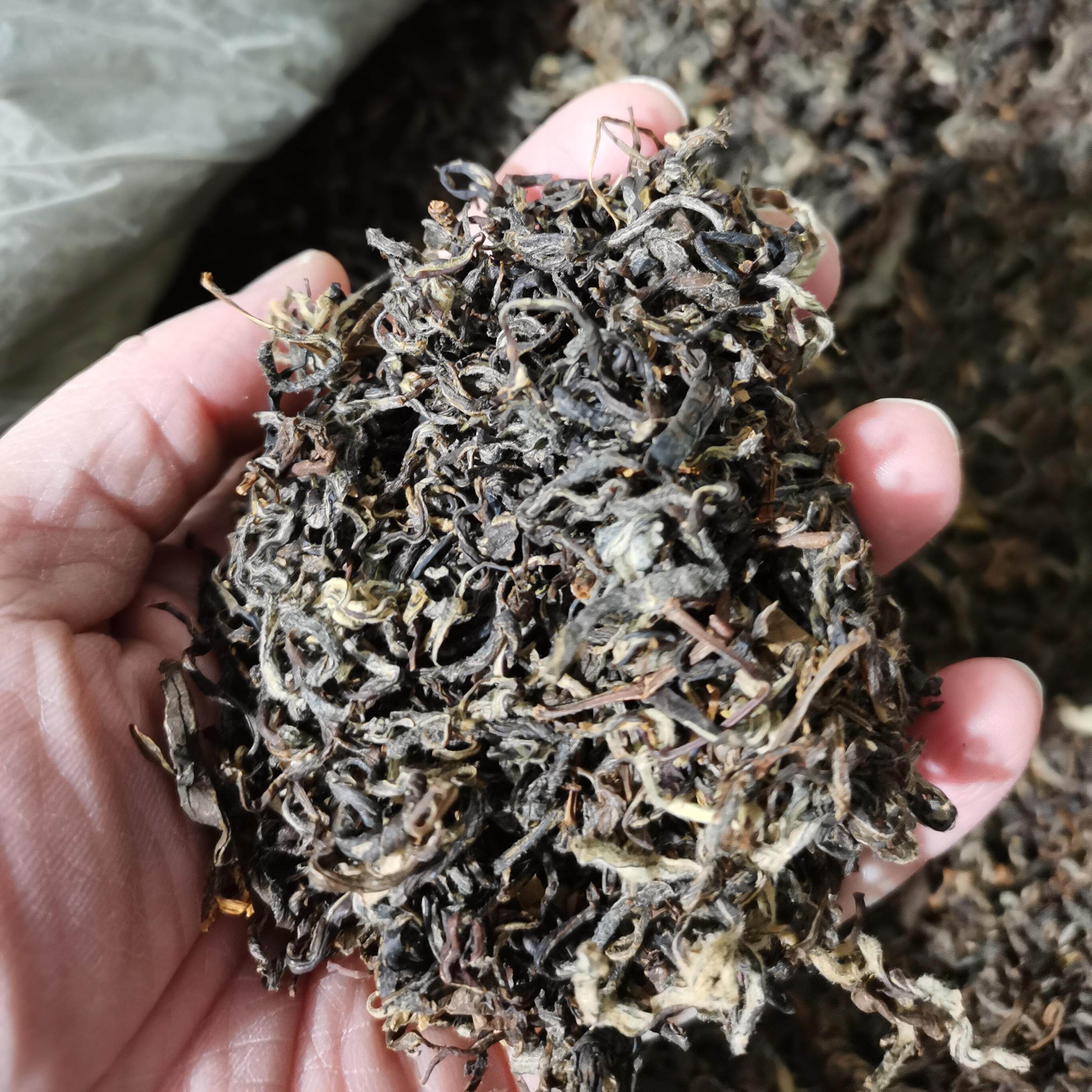 【特价】老鹰茶老荫茶火锅茶重庆特产巫山产地直发散装发货
