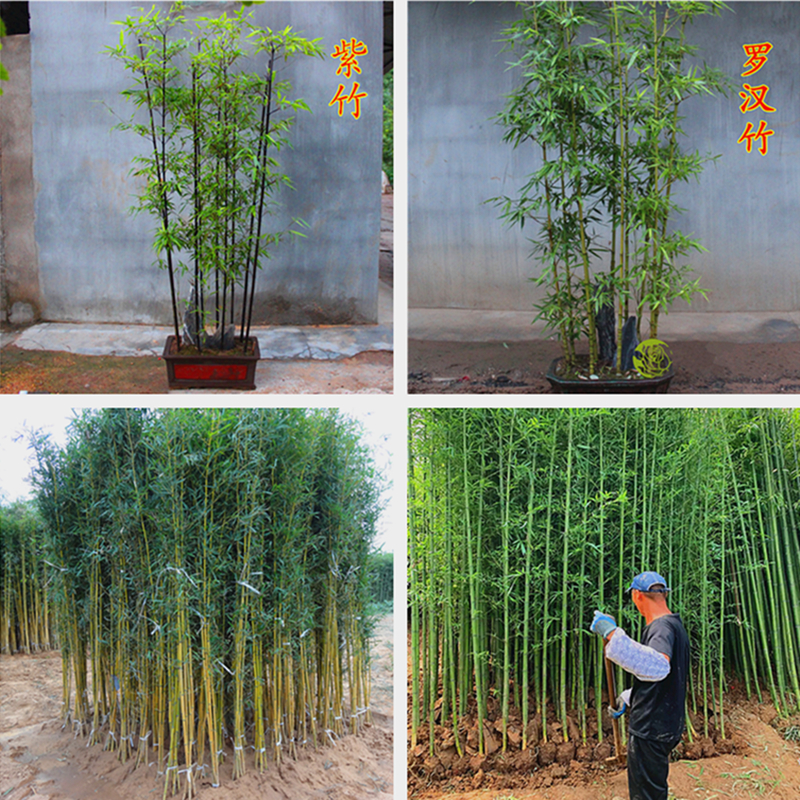 竹子苗庭院植物北方耐寒室内盆栽早园竹紫竹苗金镶玉竹四季青竹苗