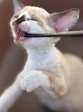 德文卷毛猫高智商纯种宠物幼猫 蓝眼睛 大耳朵上海可实地挑选