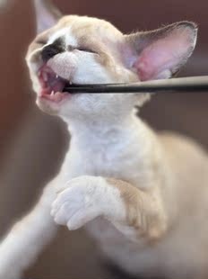德文卷毛猫高智商纯种宠物幼猫 蓝眼睛 大耳朵上海可实地挑选