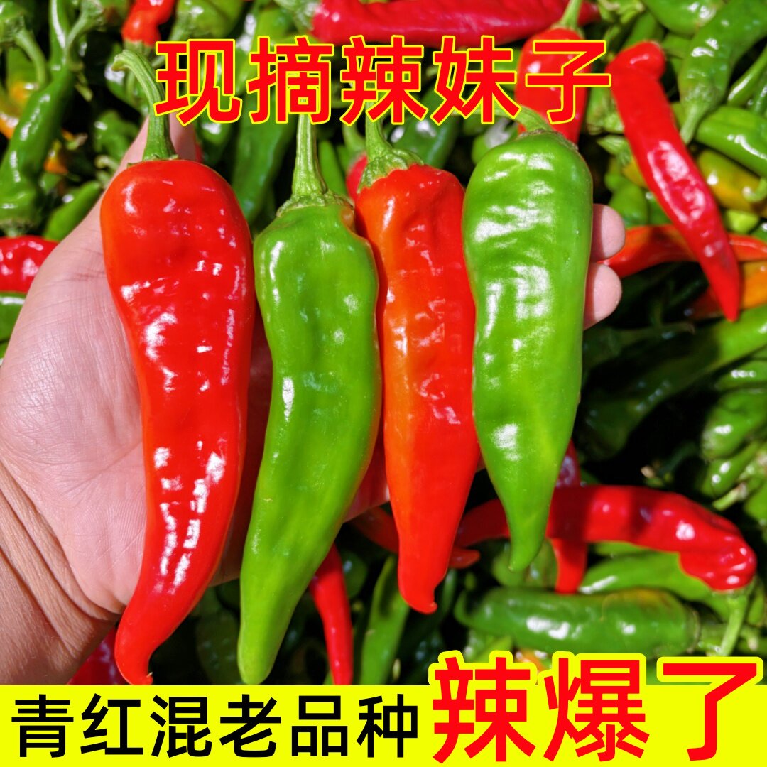 精品青红混装辣妹子炒菜辣椒酱专用新鲜蔬菜特辣辣椒现摘现发辣椒