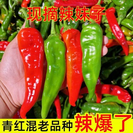 精品青红混装辣妹子炒菜辣椒酱专用新鲜蔬菜特辣辣椒现摘现发辣椒