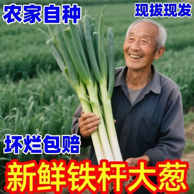 正宗山东铁杆5斤精品大葱新鲜蔬菜现发农家毛葱香葱便宜现挖批发