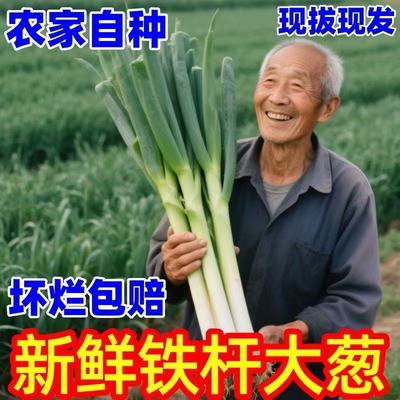 正宗山东铁杆5斤精品大葱新鲜蔬菜现发农家毛葱香葱便宜现挖批发