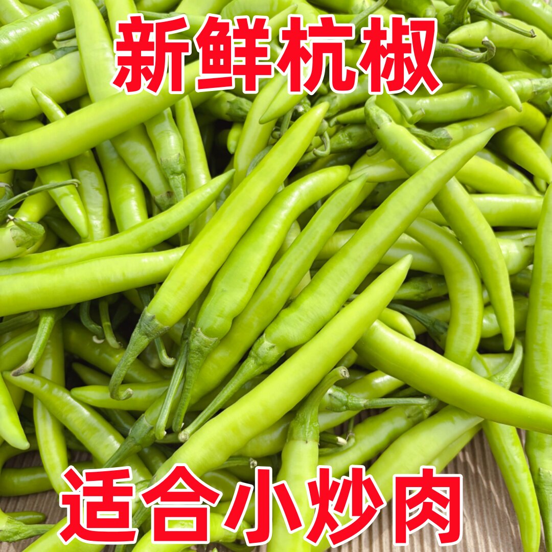 精品正宗杭椒当季农家特产中辣新鲜现摘薄皮小辣椒微辣