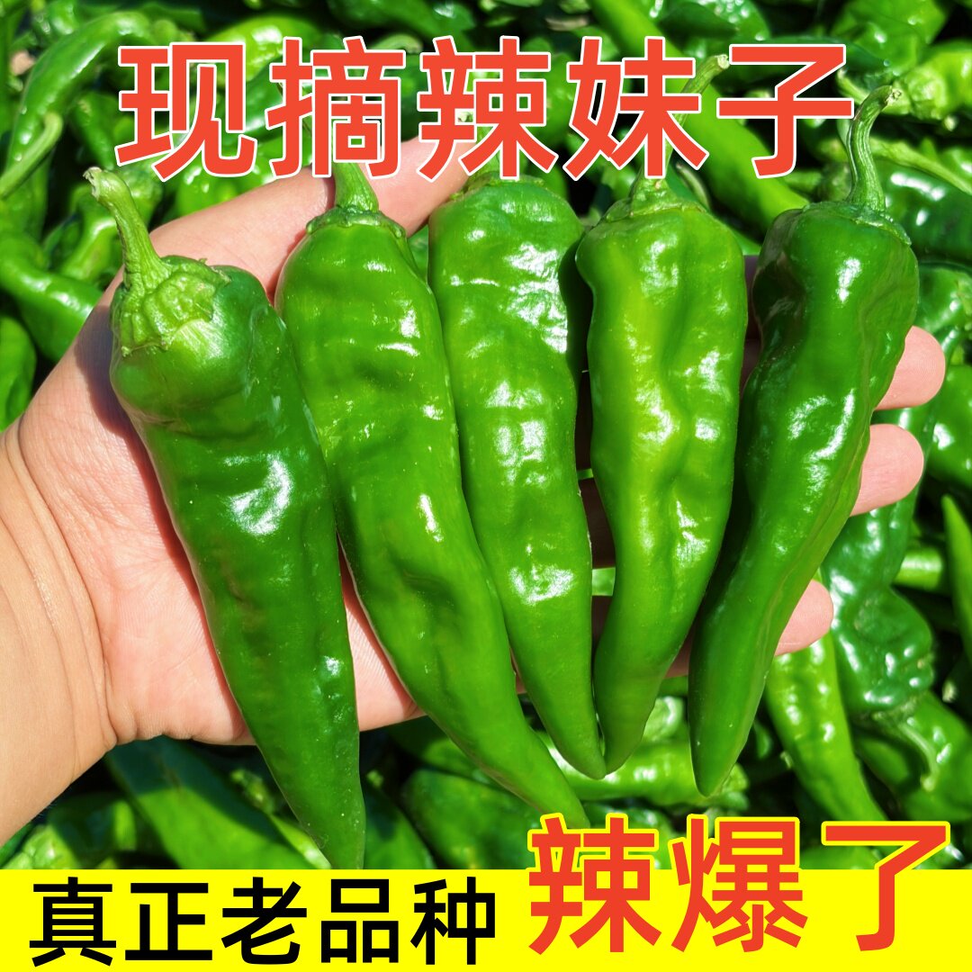 东北辣妹子正宗薄皮辣妹子新鲜辣椒特辣辣椒青辣椒现摘现发超新鲜