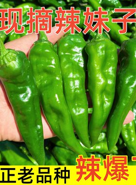 东北辣妹子正宗薄皮辣妹子新鲜辣椒特辣辣椒青辣椒现摘现发超新鲜