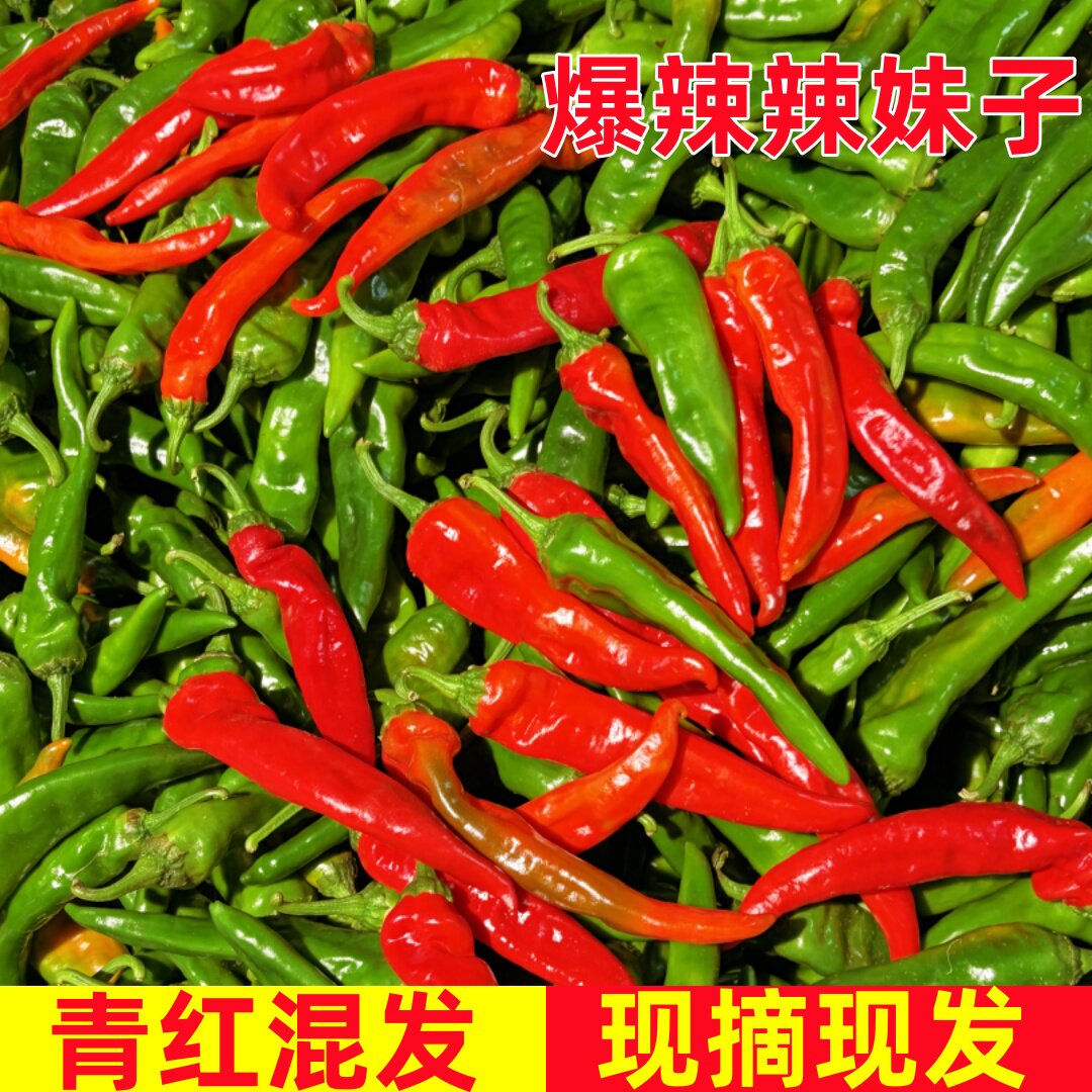 【现摘现发】青红混装辣妹子农家现摘辣妹子炒菜烹饪专用特辣辣椒