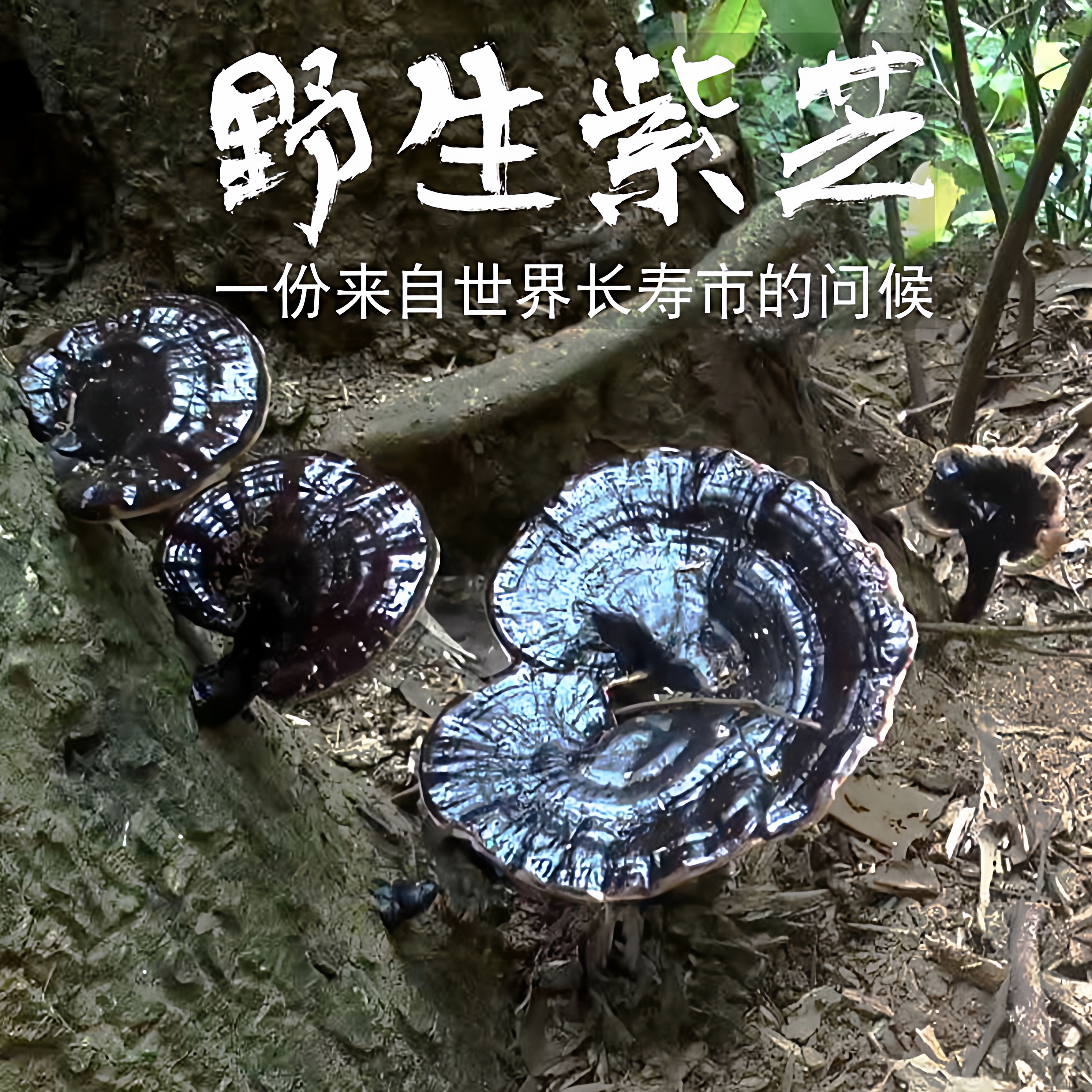 贵州纯野生黑灵芝特级整枝可切片泡茶泡酒使用250g500g