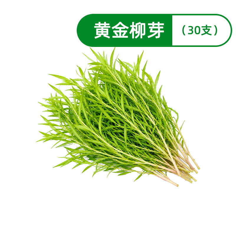 新鲜黄金柳芽嫩芽酒店西餐日料烘焙调酒蛋糕摆盘装饰花草点缀叶子