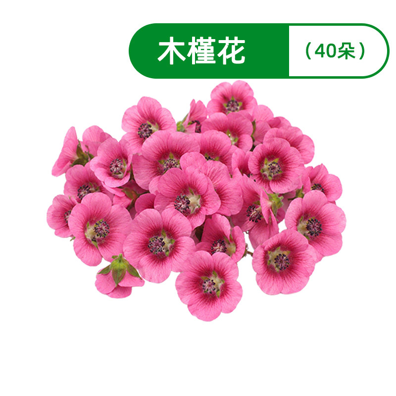 新鲜木槿花小红花40朵 烘焙冷菜西餐日料酒店摆盘装饰食用花