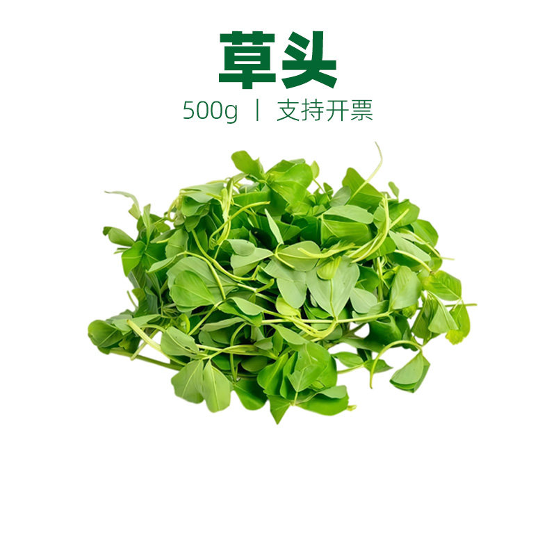 新鲜草头上海本地三叶菜金花菜野菜本地草头苜蓿草