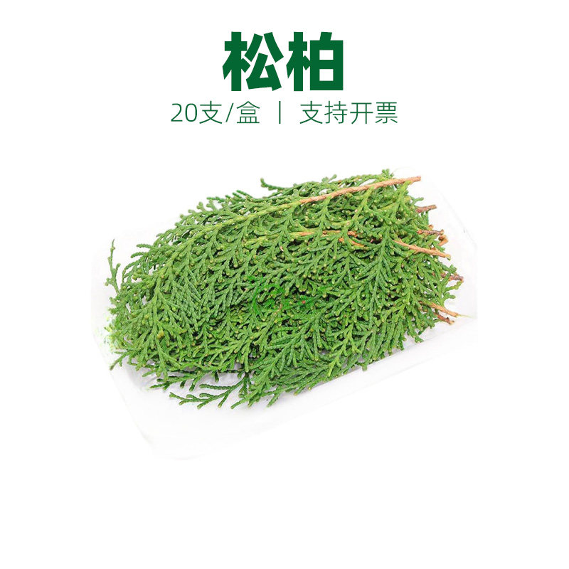 新鲜松柏枝 松柏叶绿松枝 日料刺身酒店西餐烤肉摆盘装饰点缀叶子