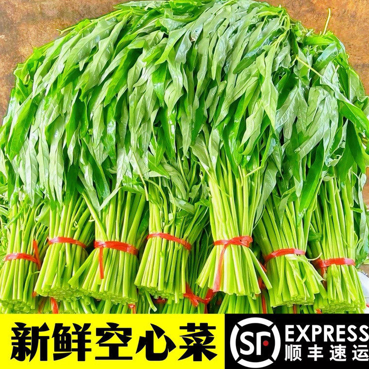 新鲜空心菜顺丰冷链包邮
