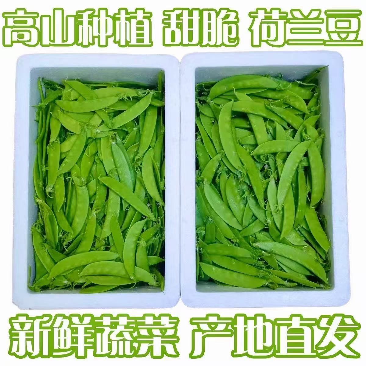 云南高山现摘甜脆荷兰豆