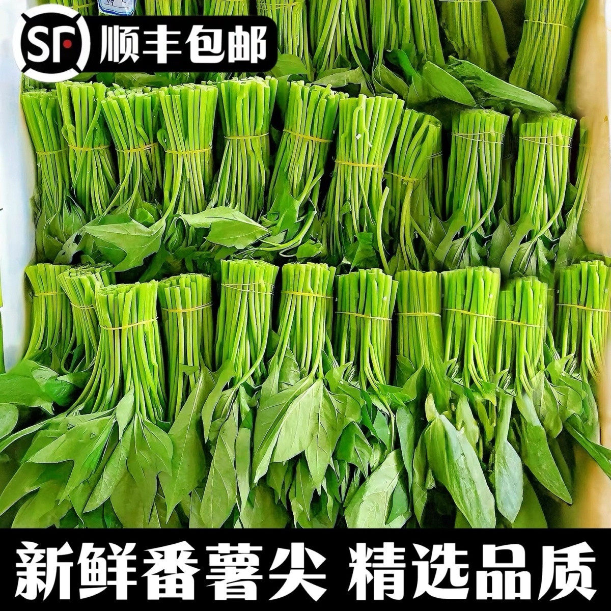 新鲜红薯尖顺丰冷链包邮